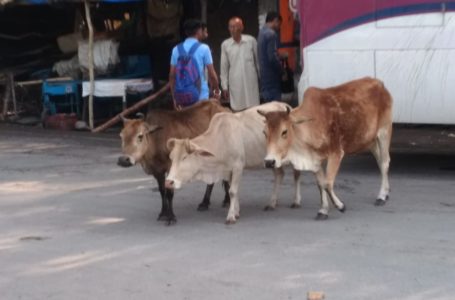 बेसहारा गौवंश पहुंचा रहे फसलों को क्षति /सड़क पर घूमने से दे रहे हादसों को न्योता ।