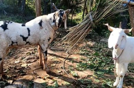 फेसबुक पर लगाई जा रही बकरों की बोली ।