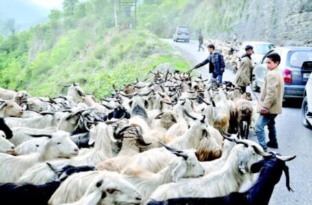 सिरमौर के पांवटा से संगड़ाह होकर अपने घर निकल रहे हैं प्रवासी,भेड़पालकों की नहीं हुई कोरोना संबंधी एसीएफ  |