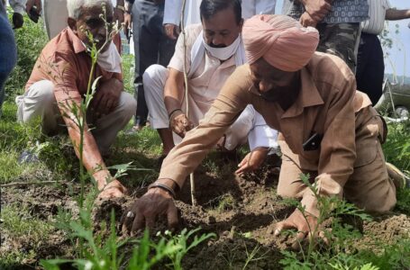 प्रकृति को साफ-स्वच्छ व हराभरा बनाएं रखने के लिए हर व्यक्ति करें पौधारोपण:- चौधरी किरनेश जंग