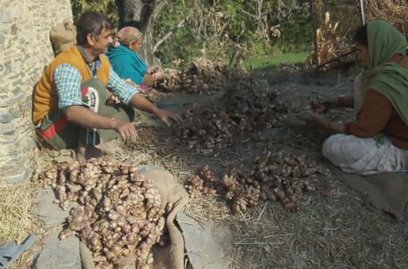 20 से गिरकर 10 पर पहुंचा अदरक का दाम, फसल बेचने की बजाय स्टोर कर रहे हैं किसान