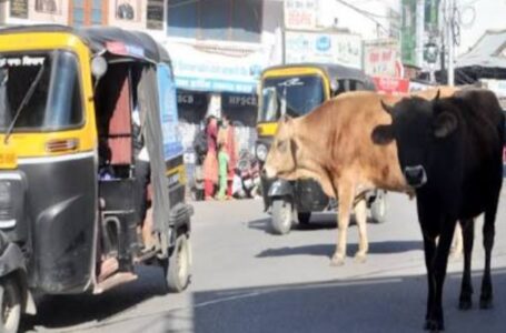 लावारिस बैल ने सड़क से गुजर रही बुजुर्ग महिला को टक्कर मारने के बाद सड़क पर बुरी तरह घसीटा,बुजुर्ग महिला की मौके पर ही मौत