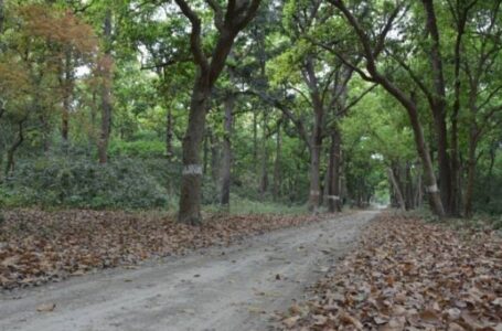 वृत भंगानी में राजनैतिक साख व्  बिना मौके के दर्जनों चहितों को टीडी आबंटन के वन विभाग पर लगे आरोप