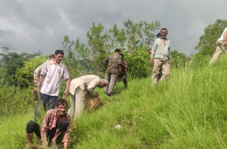 जानिए किस ग्राम पंचायत के युवकों ने लगाए कई प्रजातियों के पौधे, पौधरोपण कर लिया सुरक्षा का जिम्मा उठाया