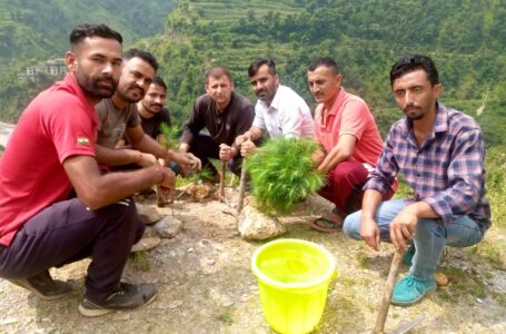 युवा संघर्ष समिति ने सड़क के किनारे पेड़ों को लगाकर अनूठी पहल शुरू की