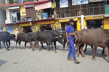 आज भी बेघर घुमंतू समुदाय के अधिकतर परिवार