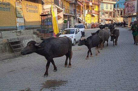 पहाड़ी जंगलों में गृष्मकालीन प्रवास पर पहुंचे घुमंतू समुदाय के लोग