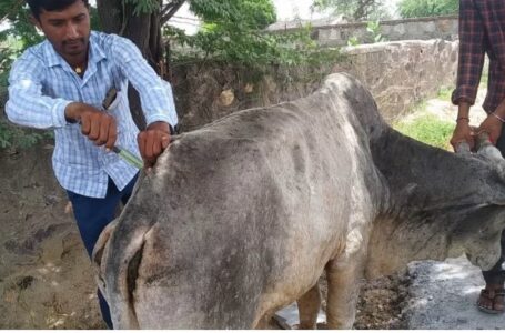 इंसानों के बाद अब पशुओं की मौत पर भी राजनीति कर रही कांग्रेस, देवभूमि हुए शर्मसार : कंवर