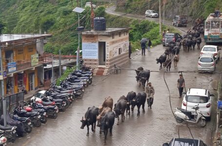 चूड़धार व अन्य पहाड़ी जंगलों में गृष्मकालीन प्रवास पर पहुंचा घुमंतू गुज्जर समुदाय